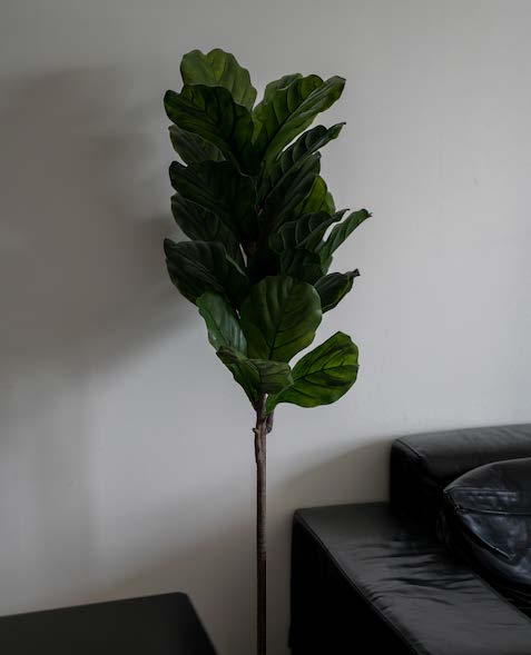 写真：室内のフェイカ2